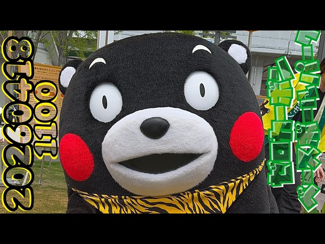 ① April 18, 2026 (11:00) Kumamon, wearing a tiger-striped bandana