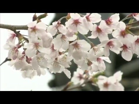 古今和歌集 / The Kokinshû. Spring Poems. Part II, 82 / Весенние песни. Сувий 2 (KKS II, 82)