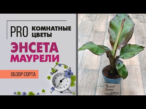 Банановая пальма в домашних условиях