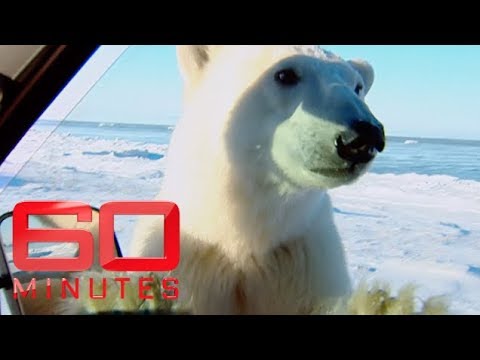 Coming face-to-face with a polar bear | 60 Minutes Australia