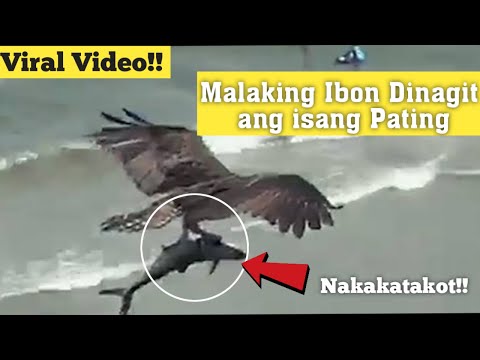 Video: Ang pinakamalaking ibon: larawan at paglalarawan