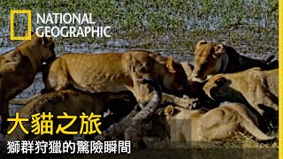 殘酷血腥！直擊獅群狩獵的真實畫面！【大貓之旅】 by 國家地理 National Geographic TW 7,927 views 10 months ago 6 minutes, 30 seconds