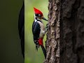 Colorful Woodpecker on Tree Trunk 🐦 Stunning Wildlife Nature Close-Up #birds #nature #wildbirds