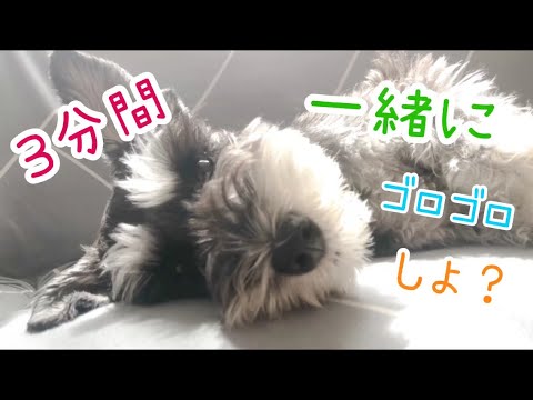 世界一の癒し犬！シュナウザーのベアがあなたと一緒にお昼寝タイム！