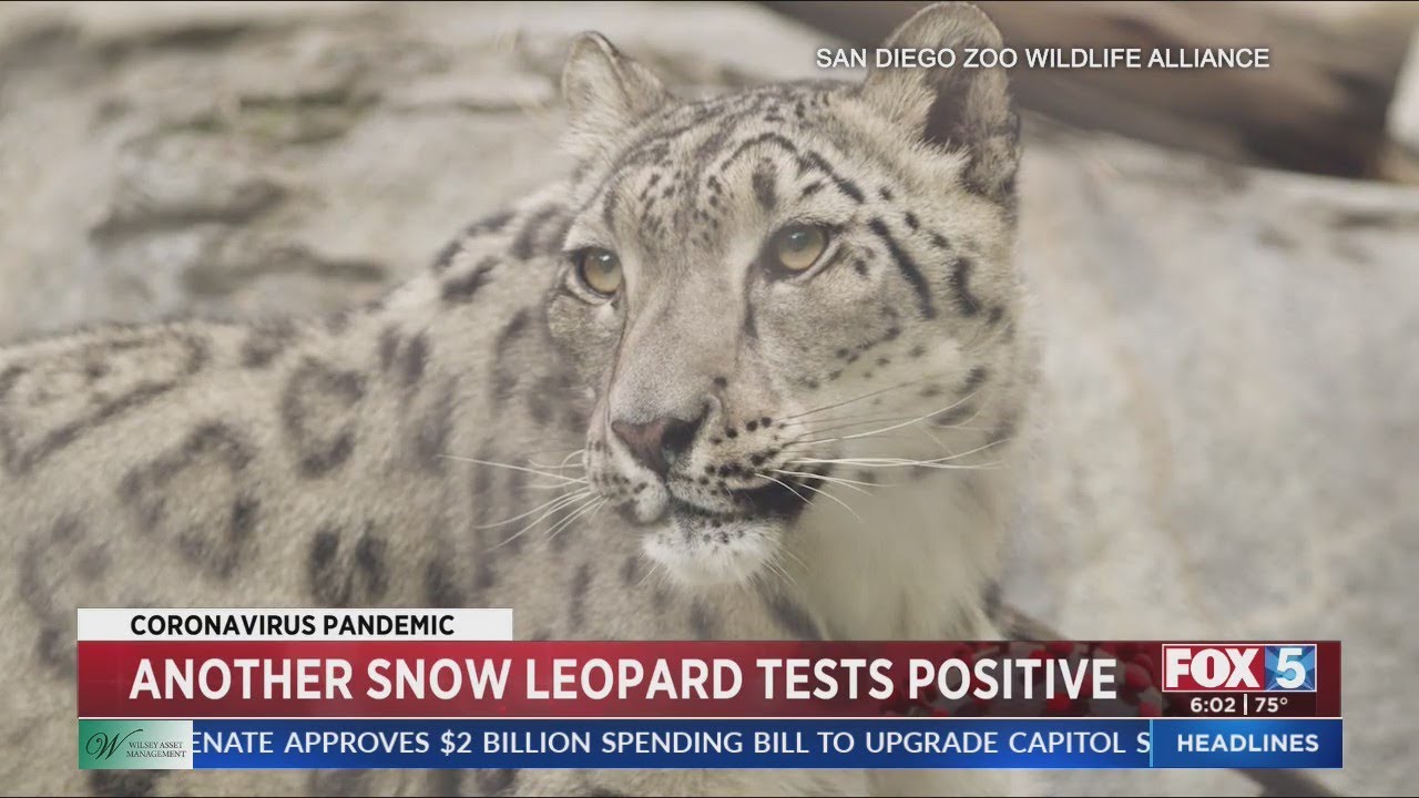 Another Snow Leopard Tests Positive At San Diego Zoo