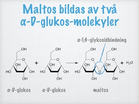 Video: I polysackarider bildas monosackaridenheter av?