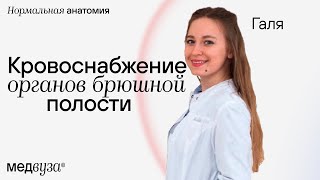 Кровоснабжение органов брюшной полости | Нормальная анатомия человека