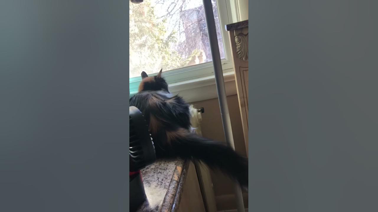 cat-tail-twitching-while-watching-the-birdies-excitement-frustrated
