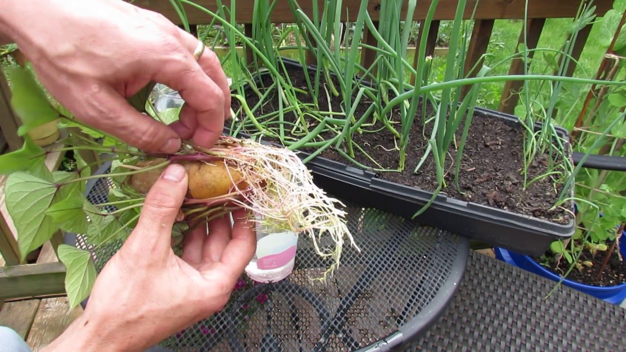 Full Details on Growing Your Own Sweet Potato Slips Indoors: Aphids Too