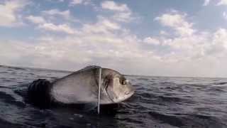 Lovci U Mutnom Vol. Ii