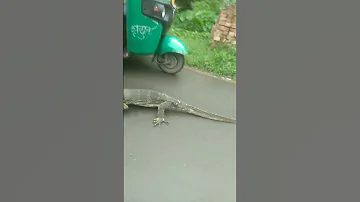 Big lizard on road #short