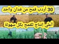 30أردب قمح من فدان واحد وطريقة الزراعة الصحيحة والكثافة النباتية المثلي