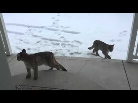 Three Mountain lions walk up to our front door.