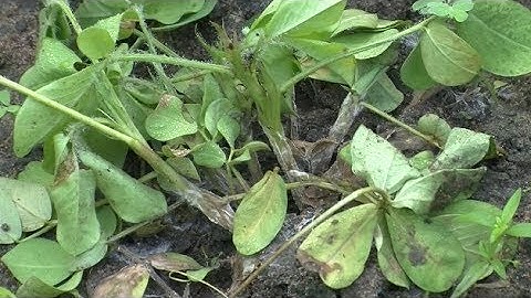 Managing root and stemrot in groundnut (Summary)