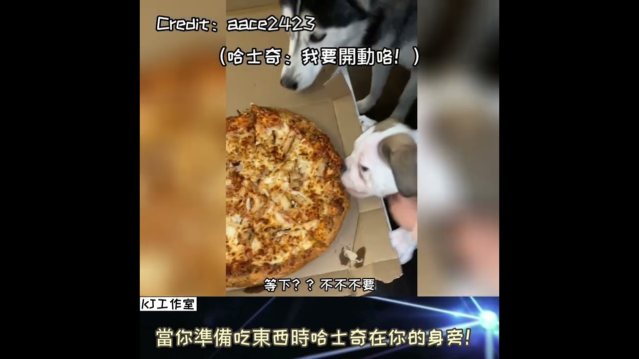 【哈士奇：我要開動咯！】當你準備吃東西時哈士奇在你的身旁！