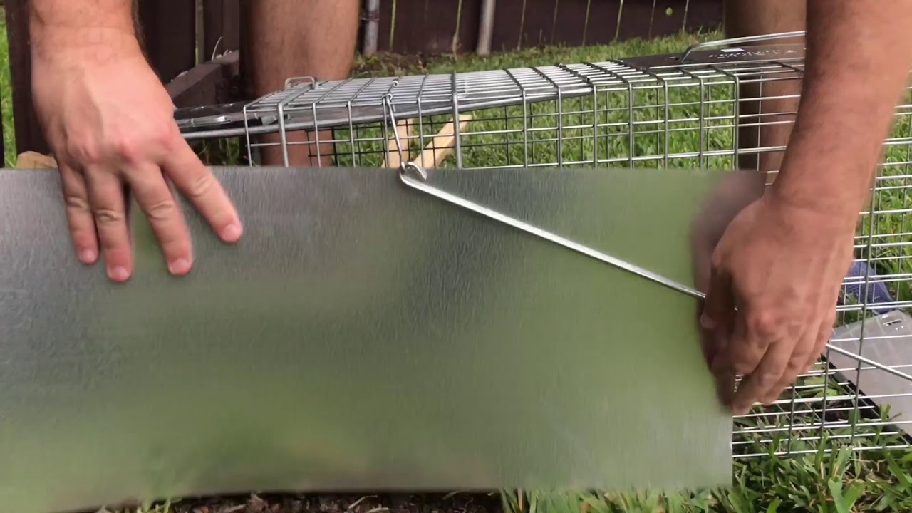 How to trap an armadillo going under your fence YouTube