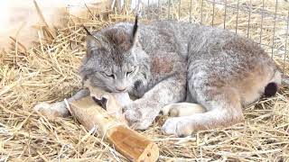 Max Canada Lynx Honeysuckle Enrichment