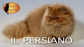 PERSIANO e L'EXOTIC SHORTHAIR trailer documentario