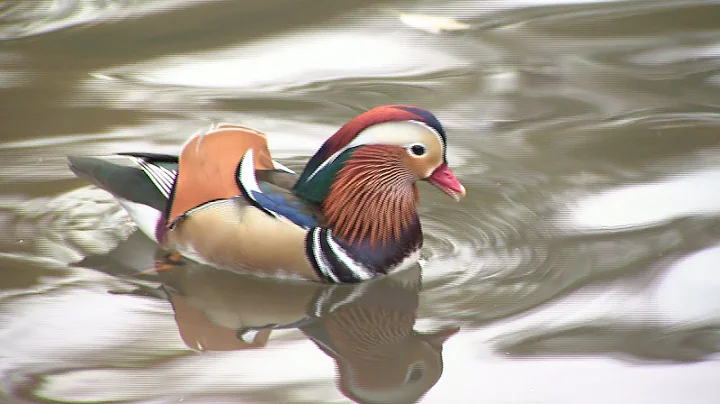 Mandarin duck in Central Park fascinates and delights - DayDayNews