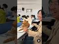 Funny Cats Moments In Classroom 💀