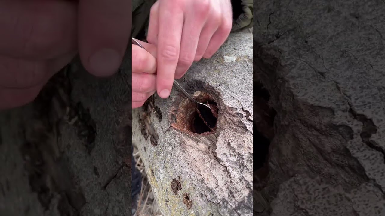 How To Survive In The Forest