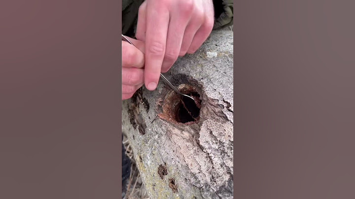 How to survive in the forest