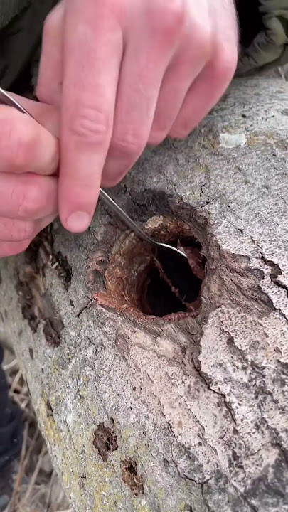 How to survive in the forest