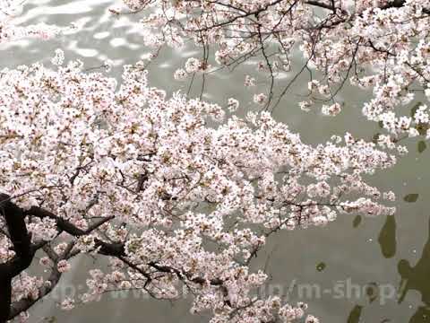 東京の桜 2008年 (平成20年)