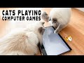 Cats playing computer game | Ragdolls Pixie and Bluebell