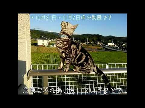 愛猫のバルコニー事故、実は危険な「高層症候群」とは？