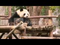 CHINA: PARK LETS YOU HUG PANDAS (CUTE!!!)