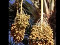 EGYPT 438 - EGYPTIAN DATE PALM TREES - (by Egyptahotep)
