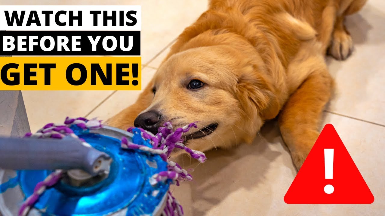 9 Things You Must Know Before Getting A Golden Retriever!