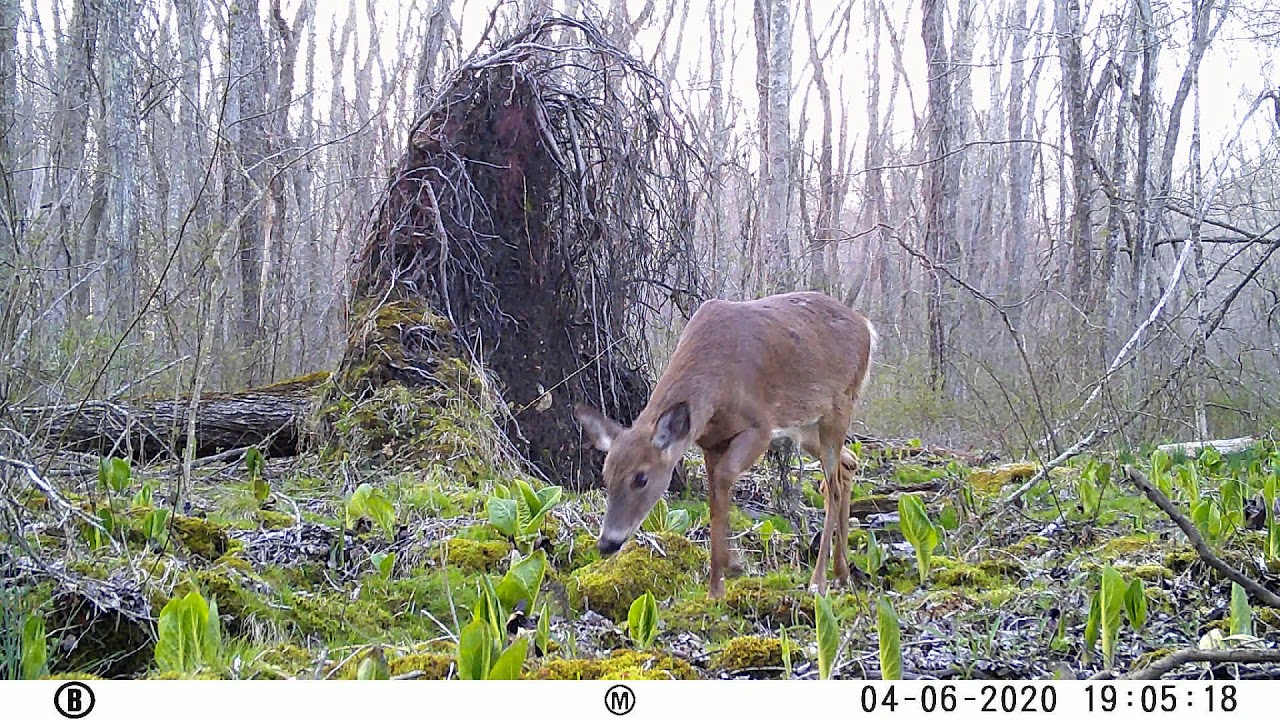 Deer Connecticut Trail Camera YouTube