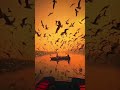 Beautiful Sunset view|| Unforgettable scenery#shorts #scenery #boat #sunset #beautifulnature #crow
