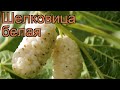 Шелковица белая (morus alba) 🌿 белая шелковица обзор: как сажать, саженцы шелковицы