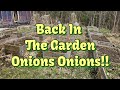 Back in the garden onions onions  more onions