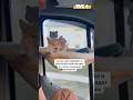 Котик