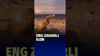 Avstraliyada Taypan Ilonidan 400 Kishini Oldirishga Yetadigan Zahar Olindi