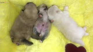 Pomeranian Bebeklerin Doğumdan Sonra 45 günlük Gelişimleri An ve an Her gün büyümesi