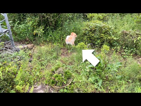 実家の荒れ果てた庭を探索する愛犬が可愛い…笑