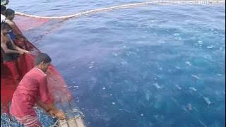 Fishing Promfret (PAPLET) In My Village | 2 ton fish.