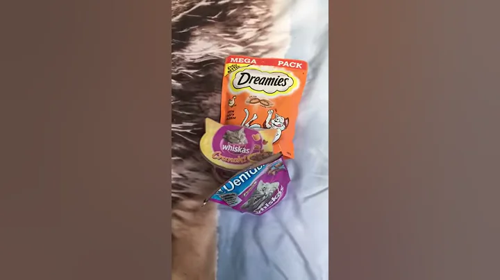 Watch the video about Myrtle Biggs Lilac Oriental cat saying thank you