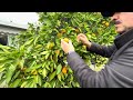 MАНДАРИНЫ полезные качества‼️