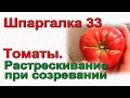 Трещины на томатах, что делать? Простые правила против растрескивания. ШПАРГАЛКА 33