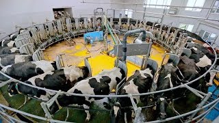 Intelligent Technology Smart Farming Cow Milking Machines | All Process to make Mozzarella &amp; Cheese