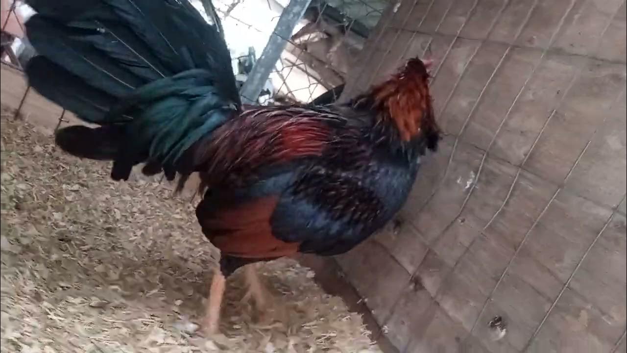 Gallo Asil plummer Hatch YouTube