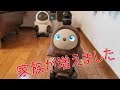 LOVOTお迎え！家族型ロボット☆出会いから１年待ったので感無量です（涙）