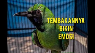 TEMBAKAN CUCAK IJO GACOR untuk memancing emosi