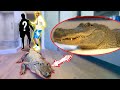 LIVE ALLIGATOR PRANK ON NEW ROOMMATE!